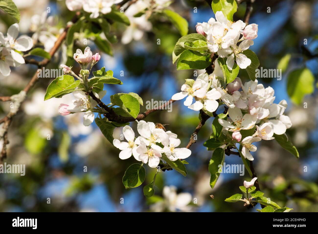 Un bell'albero di mele fiorito con fiori bianchi durante la primavera nella campagna dell'Estonia, Nord Europa. Foto Stock