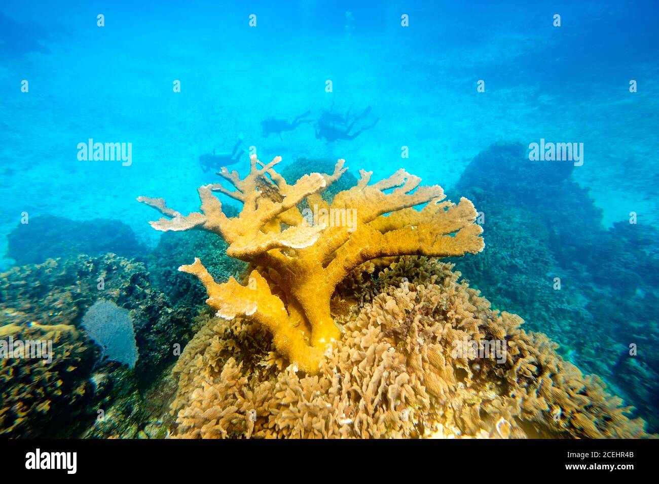 Coralli grandi in acqua Foto Stock