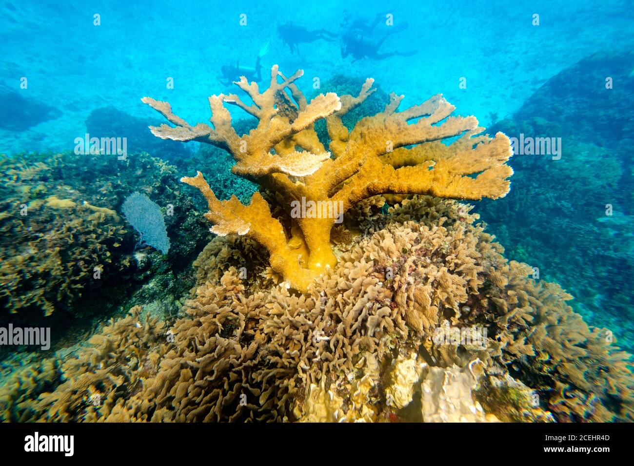 Coralli grandi in acqua Foto Stock