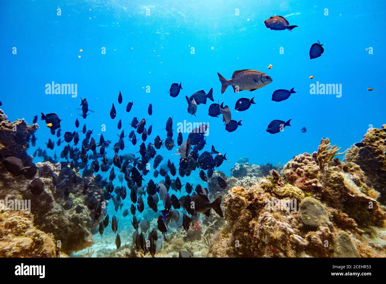 Vista in primo piano del grande gruppo di pesci che galleggia in acqua blu tra i coralli Foto Stock