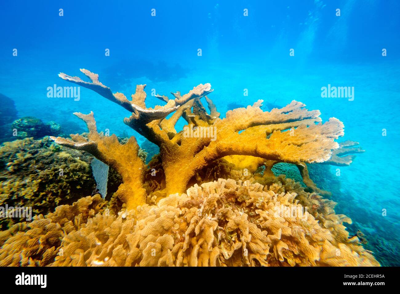 Vista in primo piano dei coralli di antler gialli nel mare azzurro Foto Stock