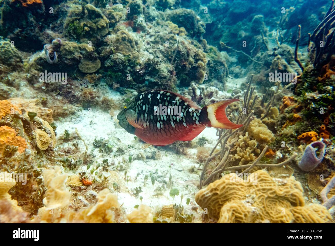 Bel pesce vicino alle barriere coralline Foto Stock