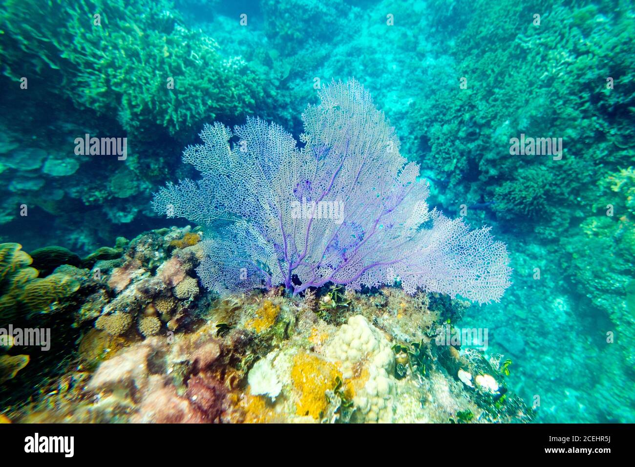 Bellissimi coralli blu sulle barriere coralline Foto Stock