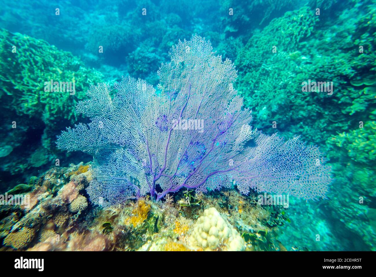 Dall'alto, vista dei coralli azurici gorgoniani sulla barriera corallina mare tropicale Foto Stock
