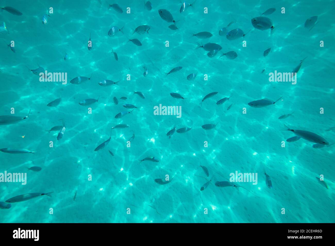Dall'alto si può ammirare il bellissimo mare azzurro con molti piccoli pesci Foto Stock