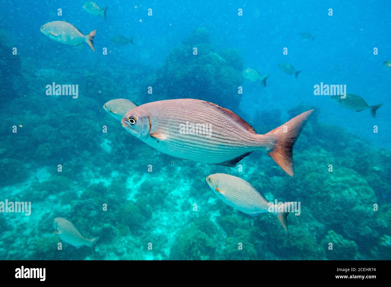 Vista laterale del gruppo di pesci closeup galleggianti in acqua blu vicino ai coralli Foto Stock