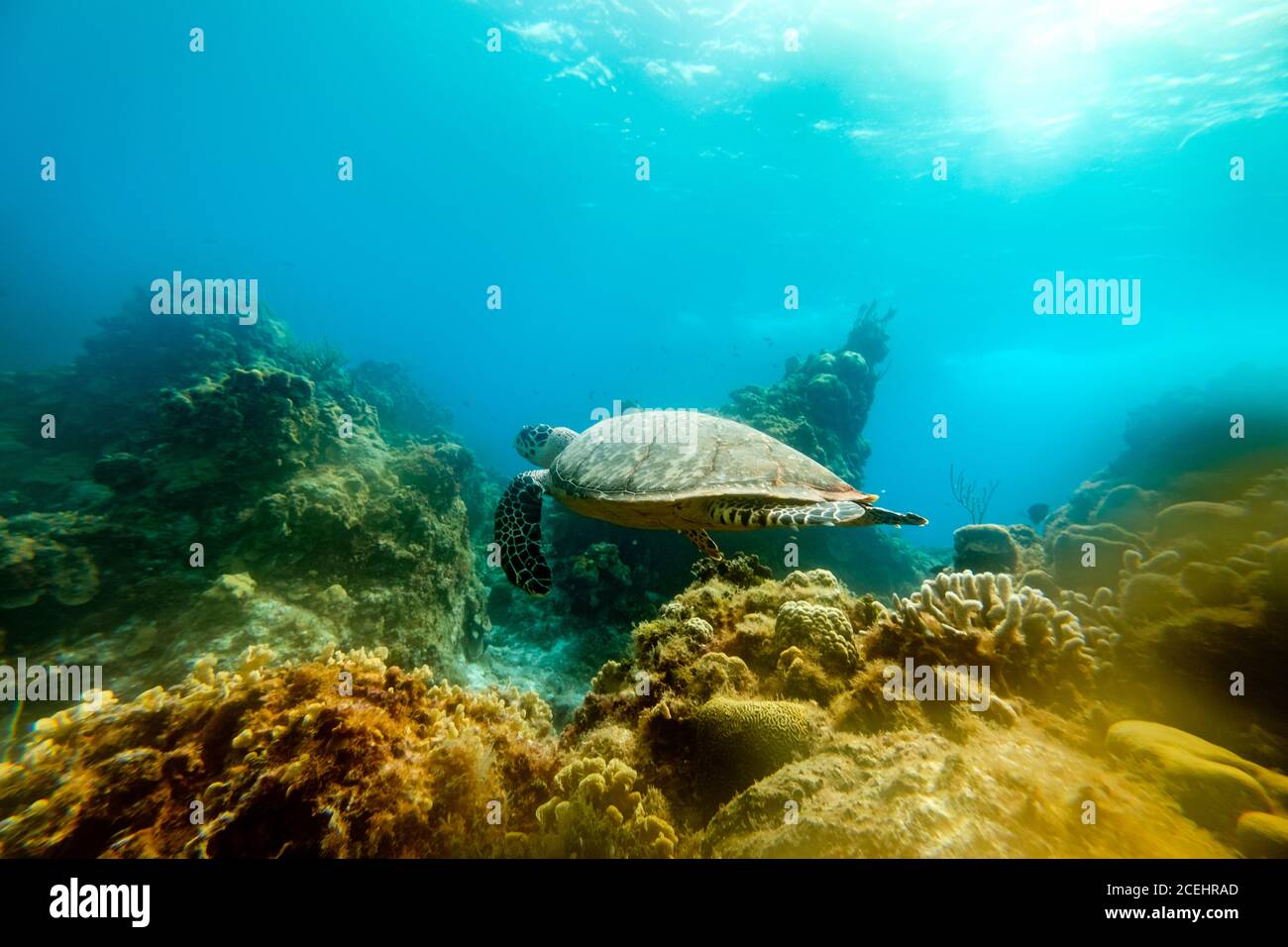 Grande tartaruga tra le barriere coralline Foto Stock