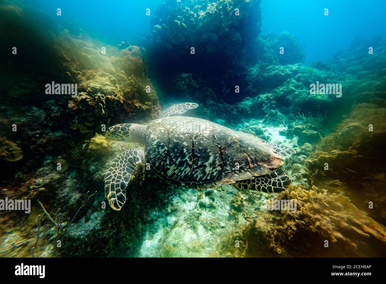 Vista laterale della vecchia tartaruga che galleggia tra i coralli in azzurro mare Foto Stock