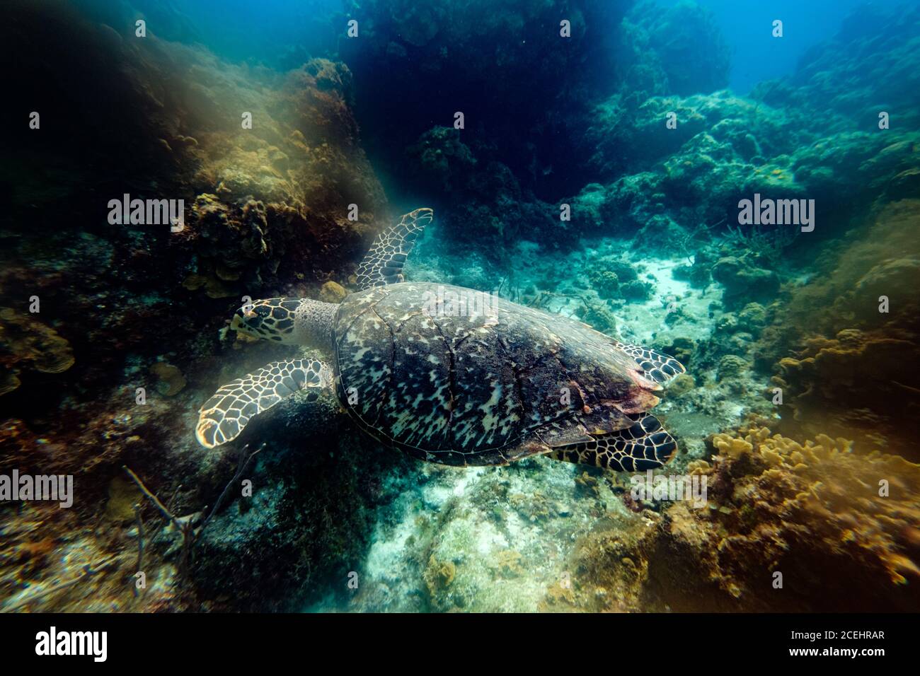 Grande tartaruga tra le barriere coralline Foto Stock