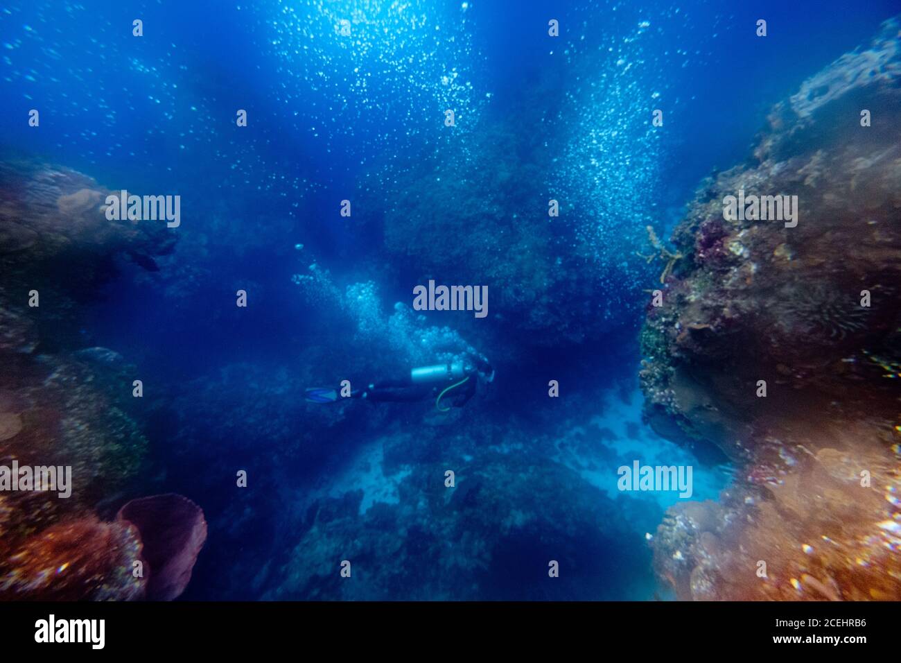 Immersione umana tra barriere coralline Foto Stock