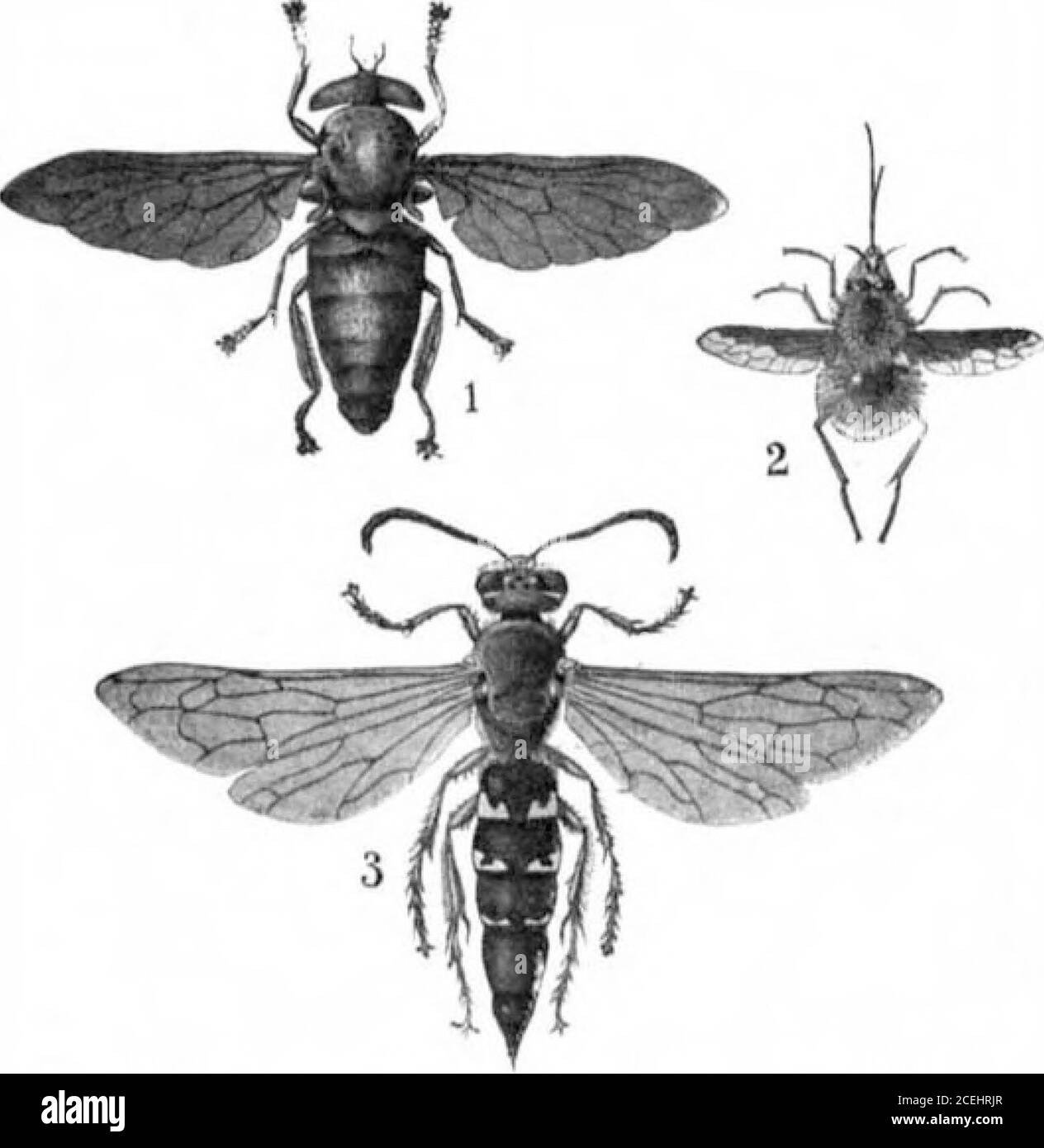 . Volume scientifico americano 91 numero 16 (ottobre 1904). t corpi, il secondo per rendere roomfor la massa di muscoli che è necessario per guidare le ali ad alta potenza. L'ampiezza delle ali deve dipendere dalla potenza dei muscoli per guidarle. Negli insetti più veloci c'è un bell'equilibrio tra mus-le e superficie dell'ala. Molti insetti stout-boded, larghi-alinged aro flyers.their muscoli non hanno devel-oped verso il controllo dei thewings sono corridori, scavatori jumpers, o swim-mers, e usano la loro alingsonly a lise in aria e bevendo con il vento. Manyspect of t:&gt;e fliesof a due ali del Foto Stock