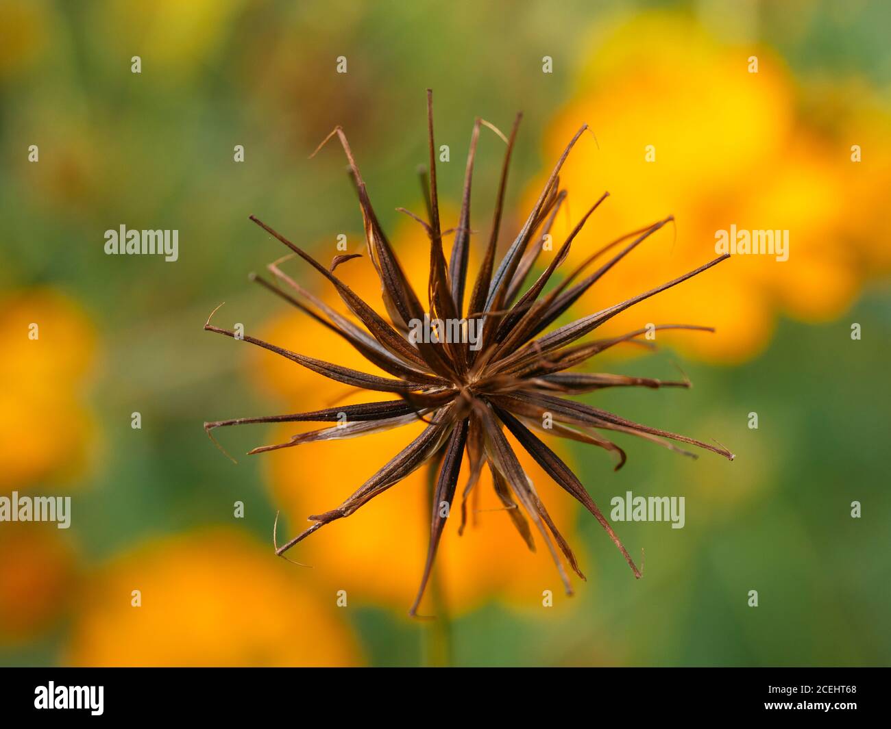 Testa di seme maturo di un fiore di sulfureo Cosmos. Foto Stock