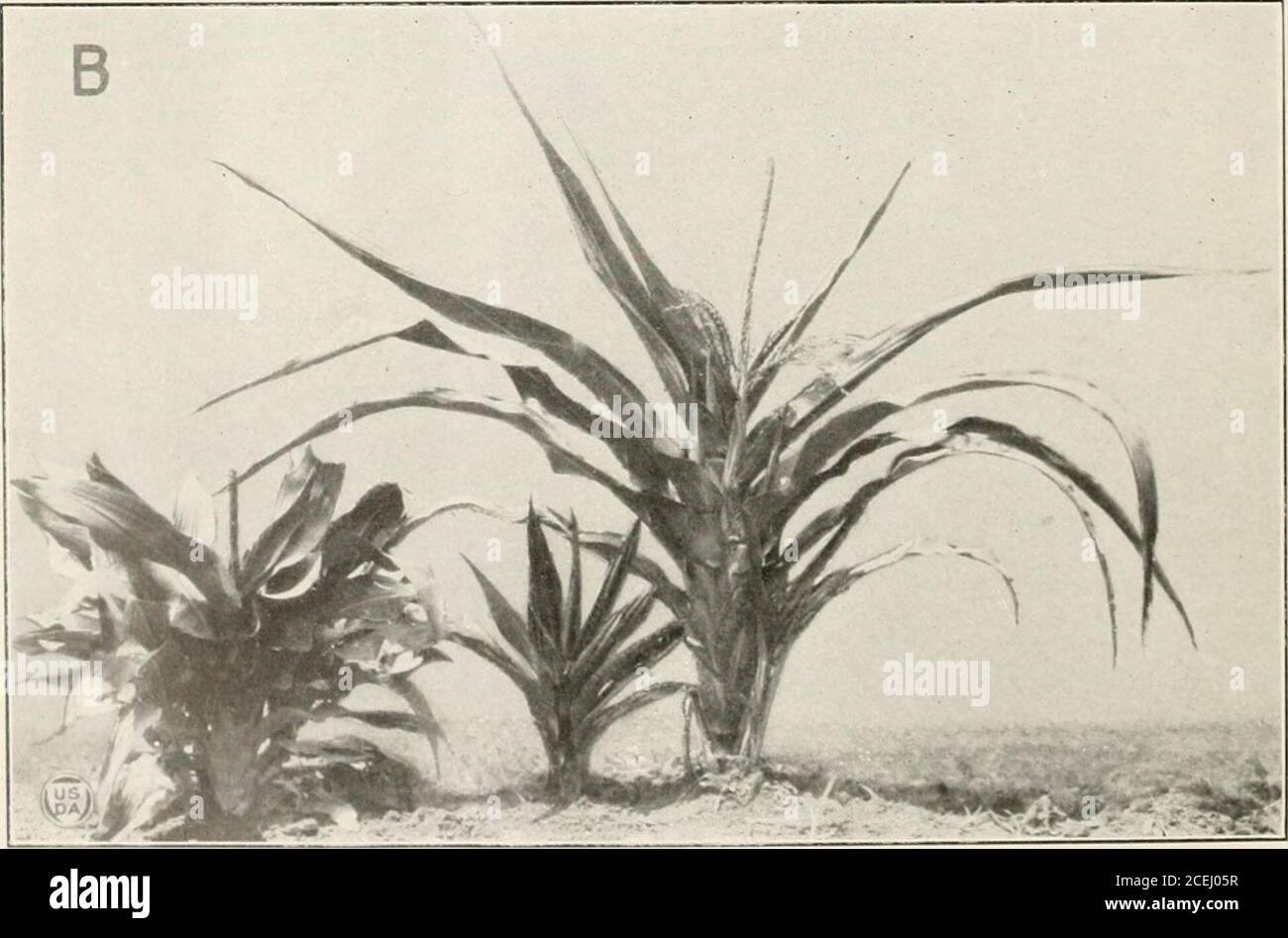 . Journal of Agricultural Research. Journal of Agricultural Research Washington, D. C. 3^ V PLATE 4 A. - impianto di Dwarf della seconda generazione dell'ibrido nano-brachitico, che mostra il tipo di tassel, il robusto gambo e le foglie corte e larghe. B. – piante di mais brachitico, nani e nani brachitici. Brachytic a destra, nano a sinistra e il doppio recessivo al centro. Le piante brachitiche e nane sono sib della seconda generazione dell'ibrido nano-brachitico, mentre la pianta doublerecessiva proviene dalla terza generazione di questo incrocio, essendo stata ottenuta in aprogenie da un F^ brach autoimpollinato Foto Stock . Journal of Agricultural Research. Journal of Agricultural Research Washington, D. C. 3^ V PLATE 4 A. - impianto di Dwarf della seconda generazione dell'ibrido nano-brachitico, che mostra il tipo di tassel, il robusto gambo e le foglie corte e larghe. B. – piante di mais brachitico, nani e nani brachitici. Brachytic a destra, nano a sinistra e il doppio recessivo al centro. Le piante brachitiche e nane sono sib della seconda generazione dell'ibrido nano-brachitico, mentre la pianta doublerecessiva proviene dalla terza generazione di questo incrocio, essendo stata ottenuta in aprogenie da un F^ brach autoimpollinato Foto Stock