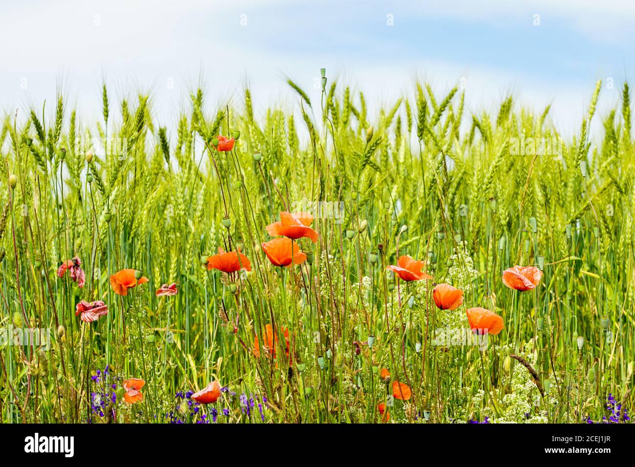 fiori di papavero rosso in fiore in un campo di segale su un giorno di sole Foto Stock