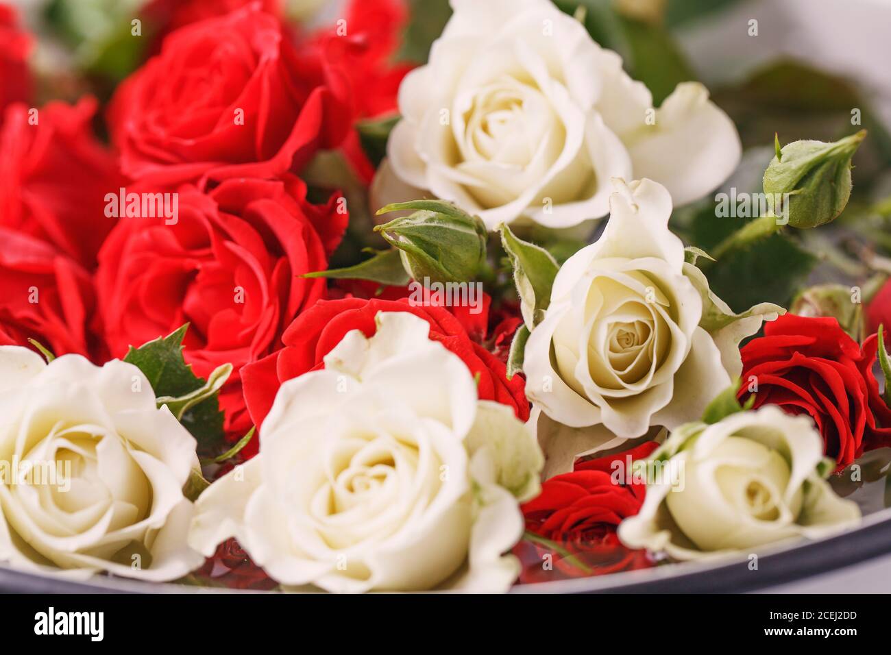 Bouquet di rose fresche rosse e bianche, fiore sfondo luminoso Foto Stock