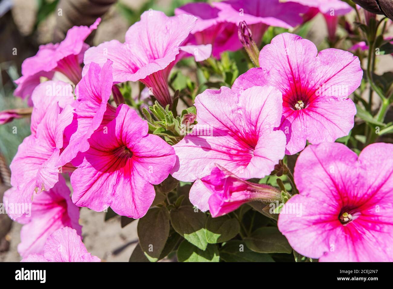 Belle Petunias viola. Petunia Hybrida in giardino. Progettazione paesaggistica Foto Stock
