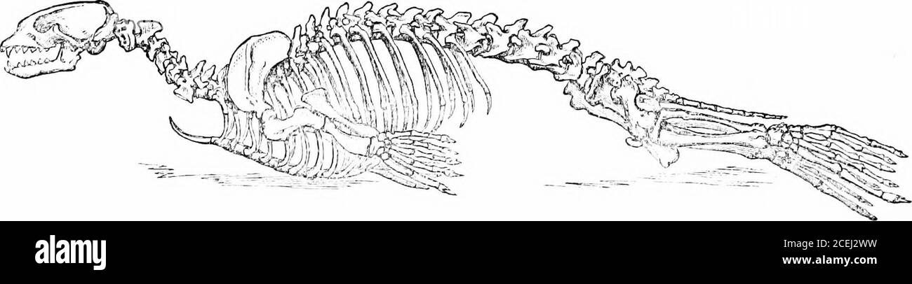 . Le foche e le balene dei mari britannici, rch, circa un mese dopo il loro avvio; Non raggiungerebbero quindi la pesca e troverebbero i giovani Sealsfino a quando non furono sufficientemente cresciuti per essere degni di essere uccisi, e lo spreco spaventoso di vita che si verificò dalla distruzione delle vecchie foche davanti ai giovani * Terra e acqua, maggio Gth, 1S74. 12 FOCHE E BALENE DI TLLE BRLTLSH SEAS. Comune, e sulla Cornovaglia, e alcune poche otlier favorite locahties della costa Enghsh è ancora ben noto; su altre parti delle nostre coste è decisamente raro. Nel grande estuario tra il Norfolk e Lmcoln- Foto Stock