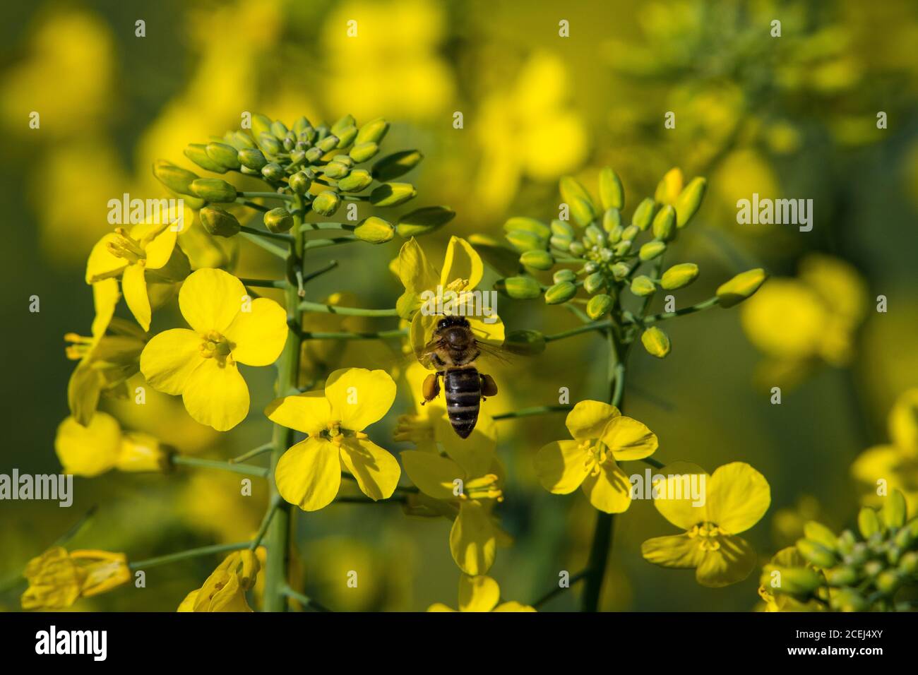 Fiori di Canola impollinanti di ape africana Foto Stock