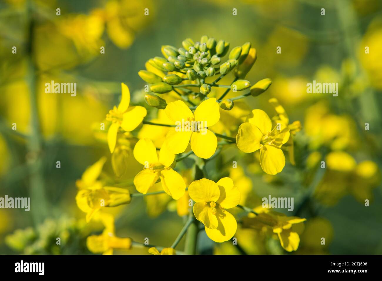 Fiori di canola primo piano Foto Stock