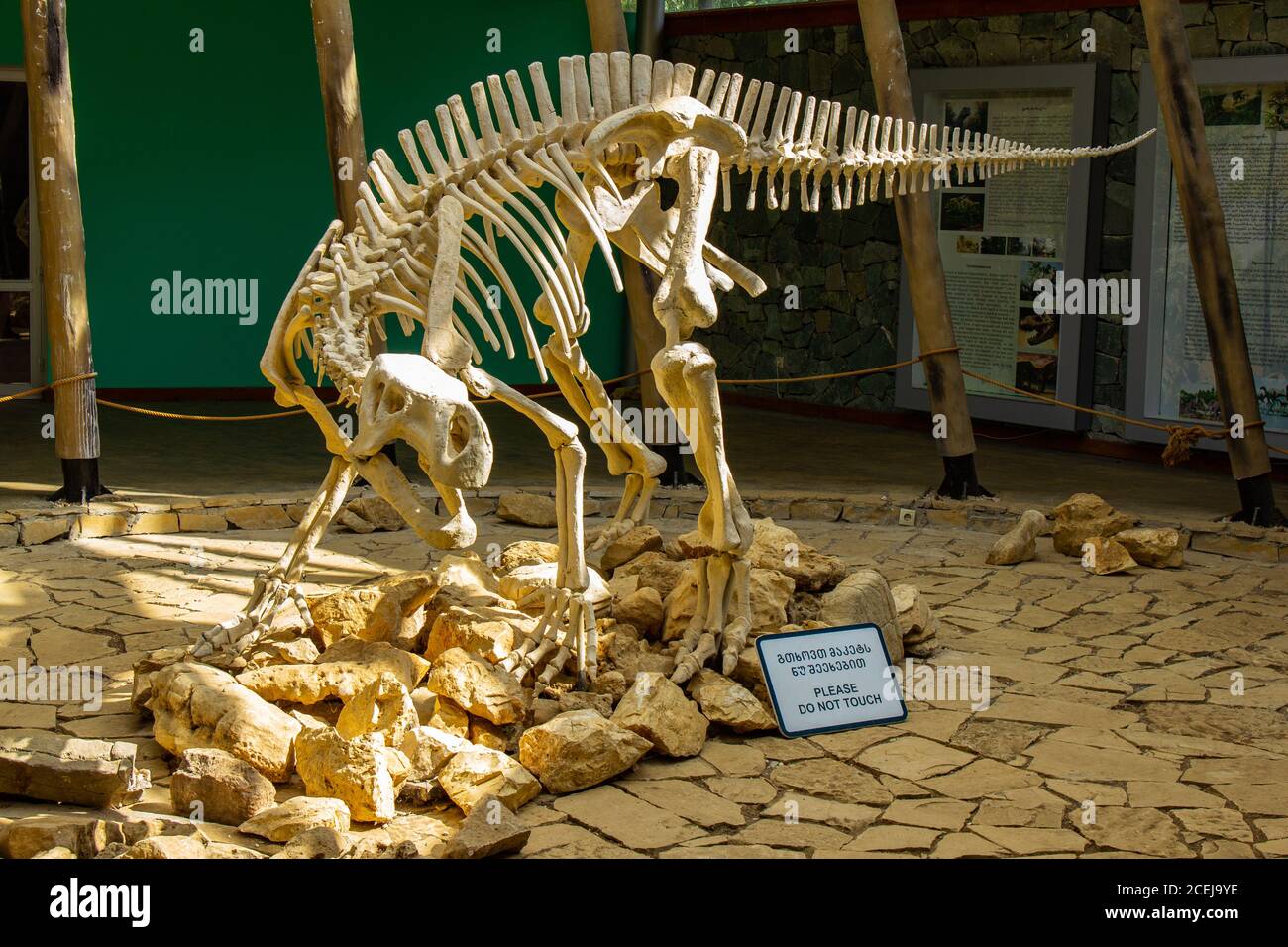 TSKALTUBO, GEORGIA - 19 MARZO 2018: Scheletro di dinosauro, situato nella riserva naturale di Sataplia vicino alla città di Kutaisi, Georgia. Educare all'estinto Foto Stock