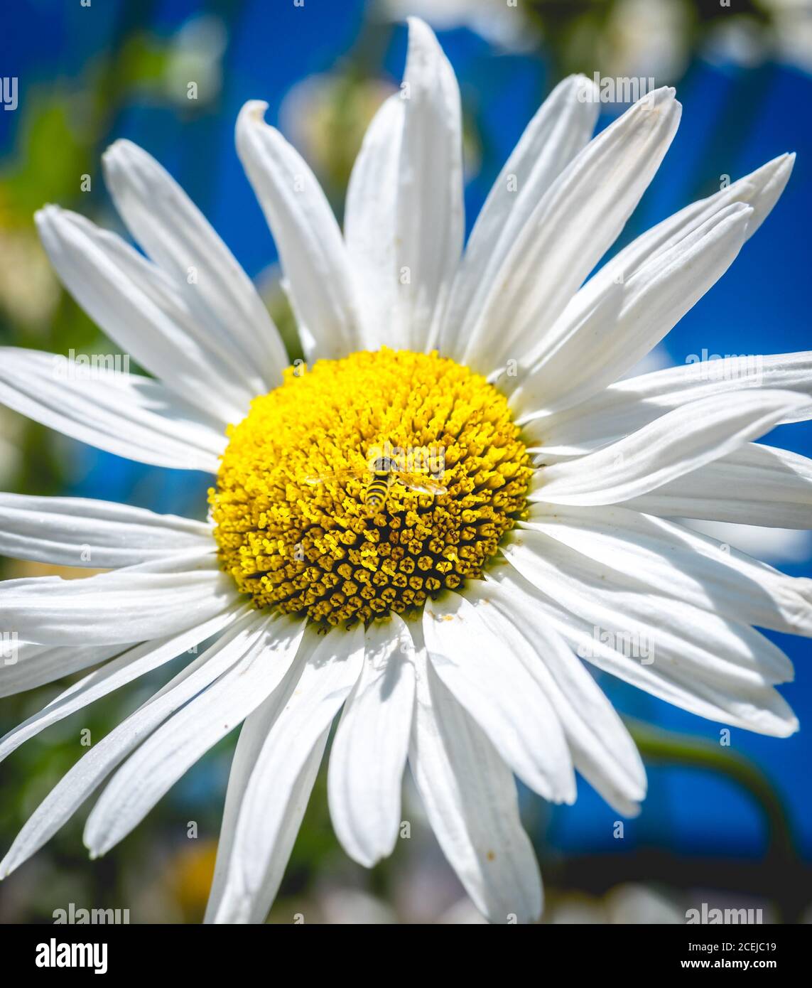 Primo piano di un'ape a strisce su un vivace pito giallo di fiore camomilla alla luce del sole Foto Stock