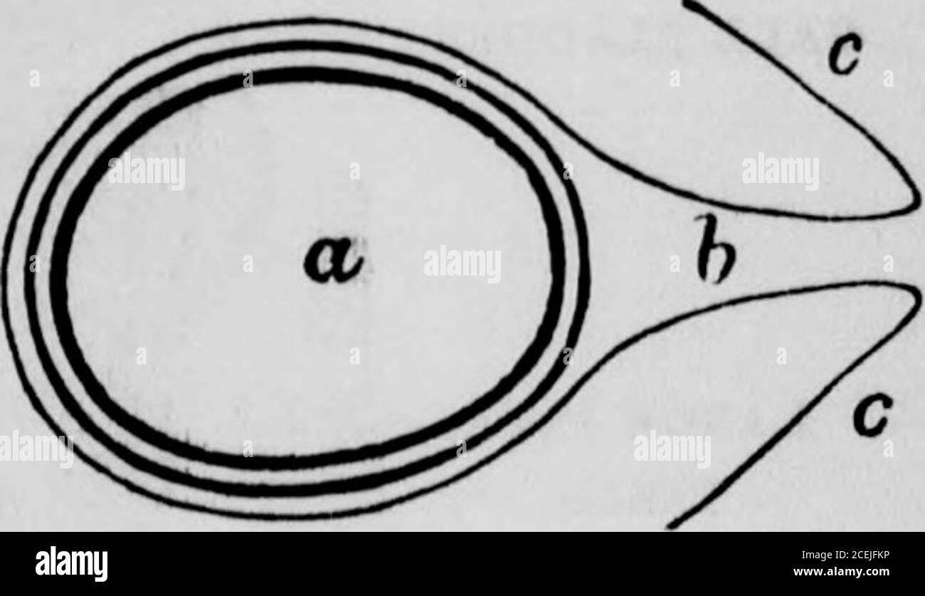 . Fisiologia umana : progettata per le scuole superiori e per la lettura generale. DENTI INTES GRANDI. PICCOLI REBBI INTES. INTESTINO TENUE. ORGANI DIGESTIVI. Inizio dell'intestino crasso. L'omentum, o caul, che pende come una tenda dalla parte anteriore del sto-mach giù davanti agli intestini, non è rappresentato nella figura. 90. C'è una disposizione nell'addome che non passa inosservato. Se gli intestini fossero lasciati liberi in questa cavità, sarebbero costantemente soggetti a disolacementee a lesioni. Essi sono quindi fissati alla spina dorsale byan Foto Stock