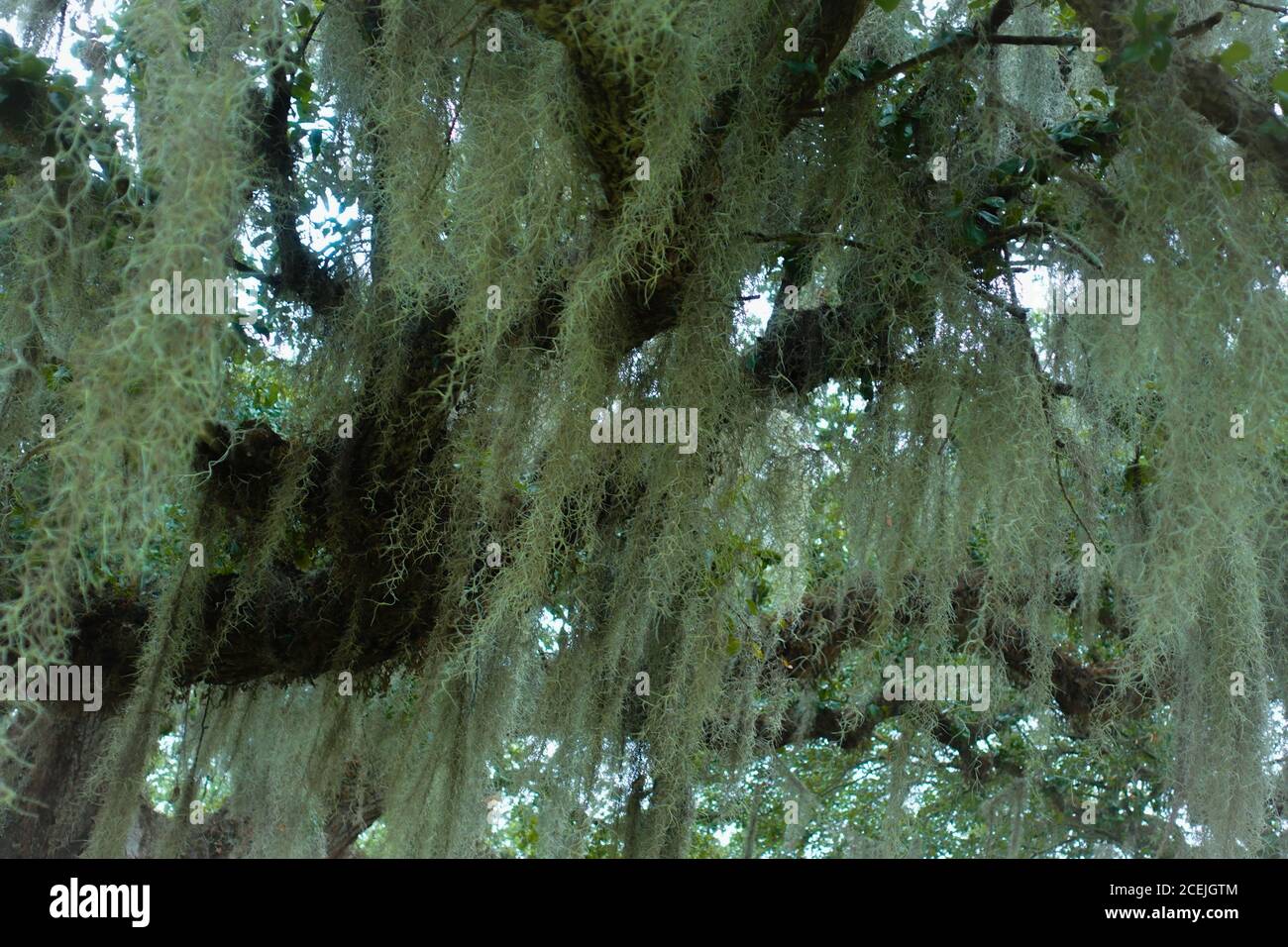 Muschio spagnolo drappeggiato in una quercia nel parco cittadino A New Orleans Foto Stock