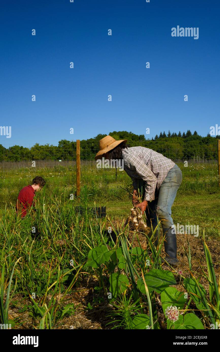 Due contadini che scavano e raccolgono bulbi di aglio biologico in campi coltivati in una giornata di sole con cielo blu, in una piccola fattoria a Decorah, Iowa, USA Foto Stock