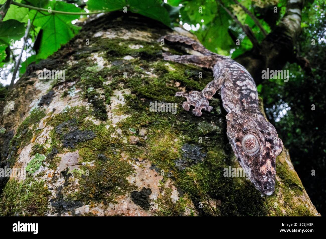 Gecko gigante coda di foglie, Uromatus giganteus, Montagne d'Ambre National Park, Madagascar Foto Stock