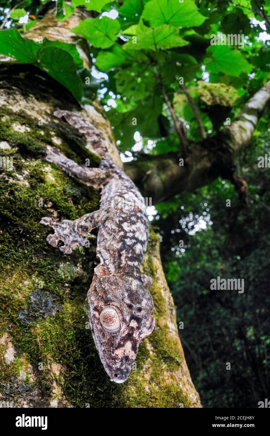 Gecko gigante coda di foglie, Uromatus giganteus, Montagne d'Ambre National Park, Madagascar Foto Stock
