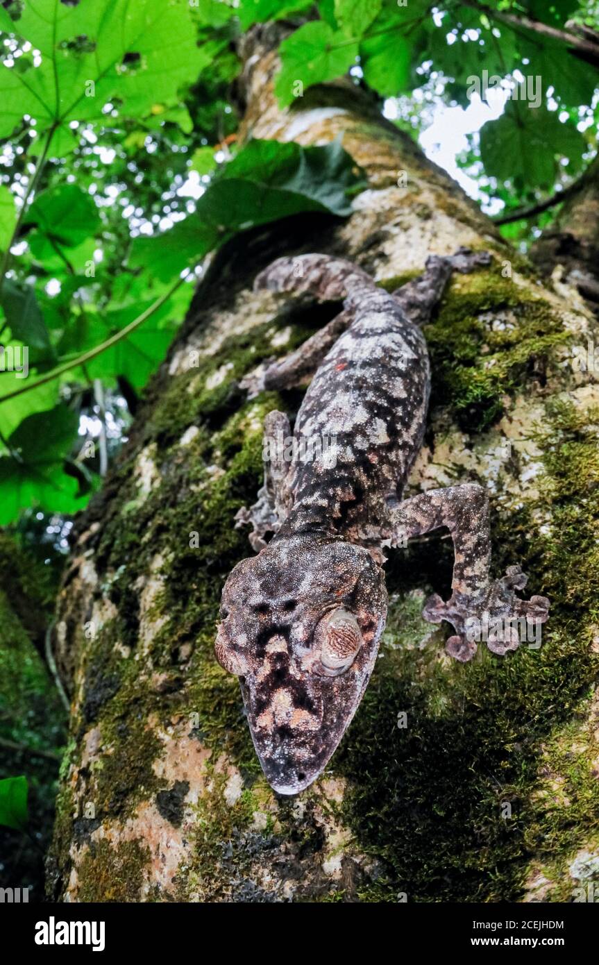 Gecko gigante coda di foglie, Uromatus giganteus, Montagne d'Ambre National Park, Madagascar Foto Stock