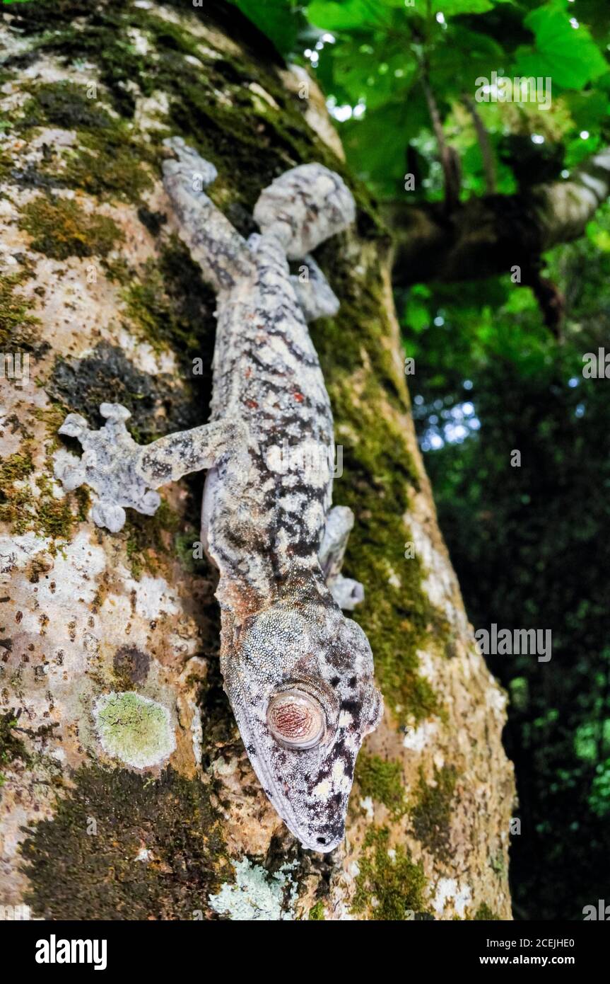 Gecko gigante coda di foglie, Uromatus giganteus, Montagne d'Ambre National Park, Madagascar Foto Stock
