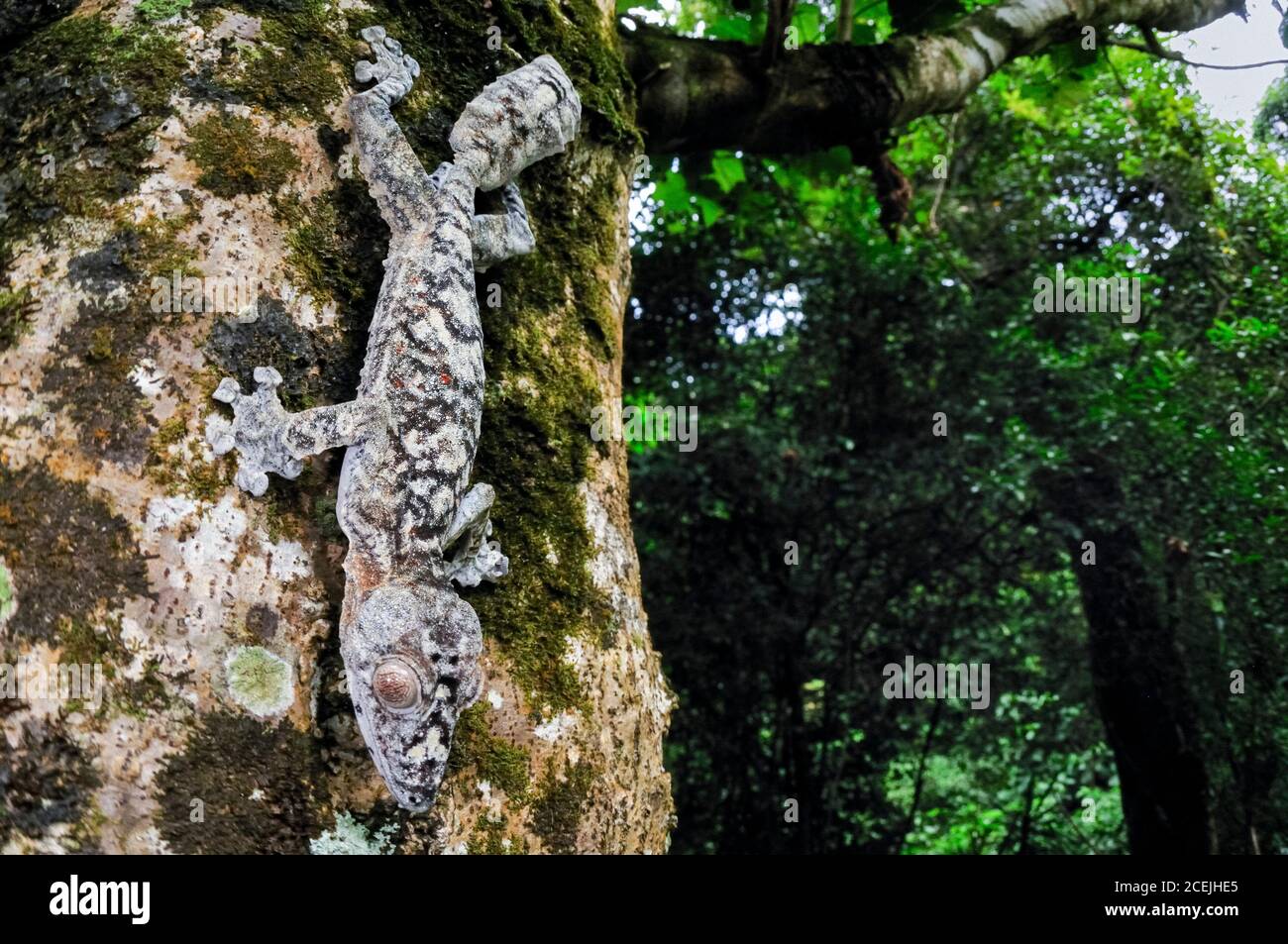 Gecko gigante coda di foglie, Uromatus giganteus, Montagne d'Ambre National Park, Madagascar Foto Stock