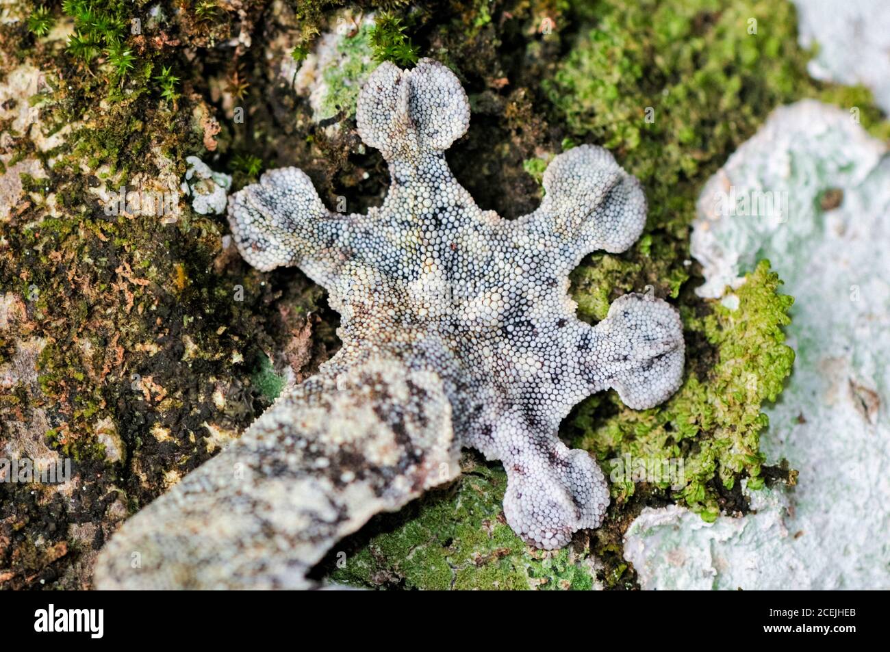 Gecko con coda di foglie giganti, Uromatus giganteus, dettaglio dei piedi, Parco Nazionale della Montagne d'Ambre, Madagascar Foto Stock