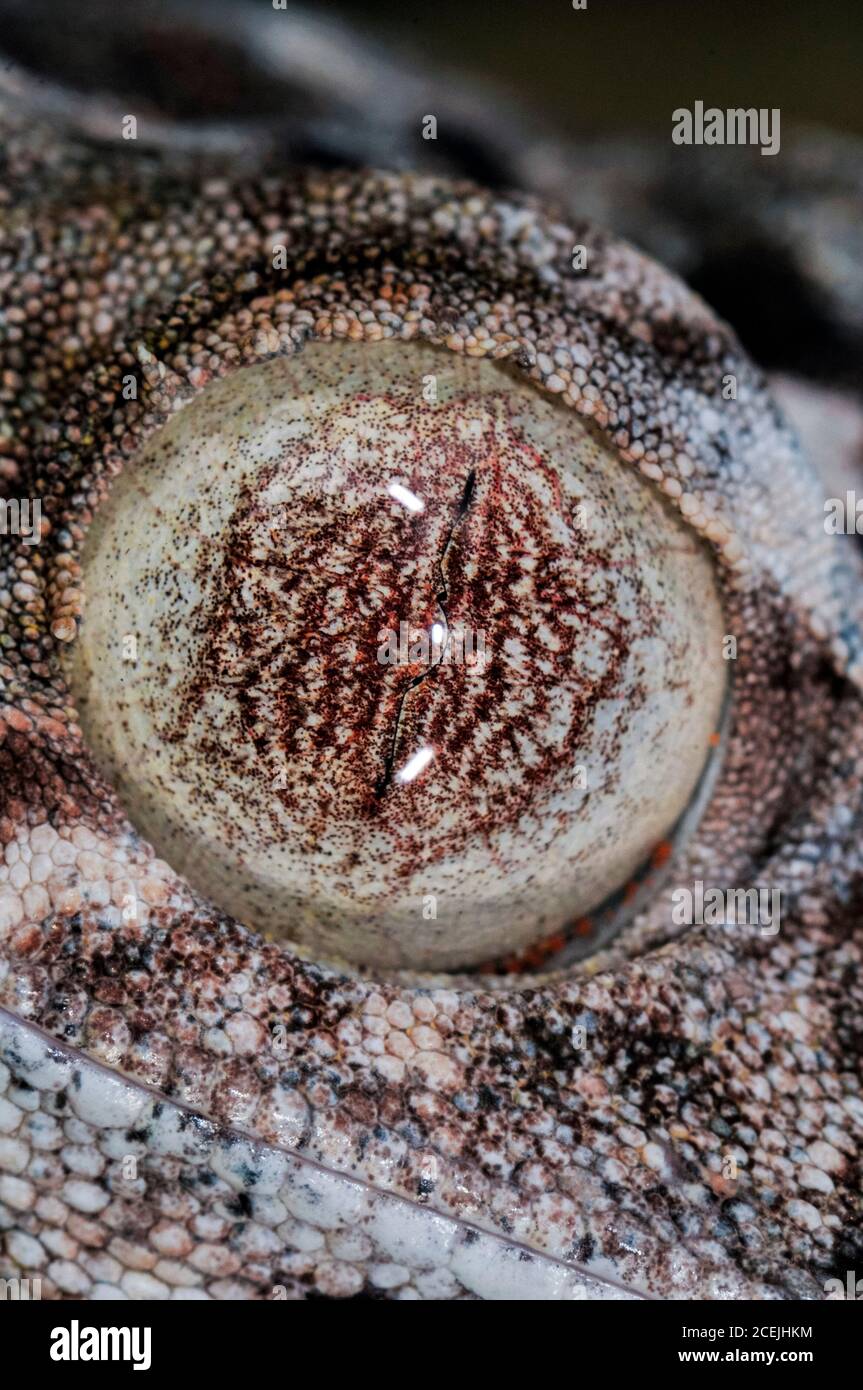 Gecko con coda di foglie giganti, Uroplatus giganteus, dettaglio degli occhi, Parco Nazionale della Montagne d'Ambre, Madagascar Foto Stock