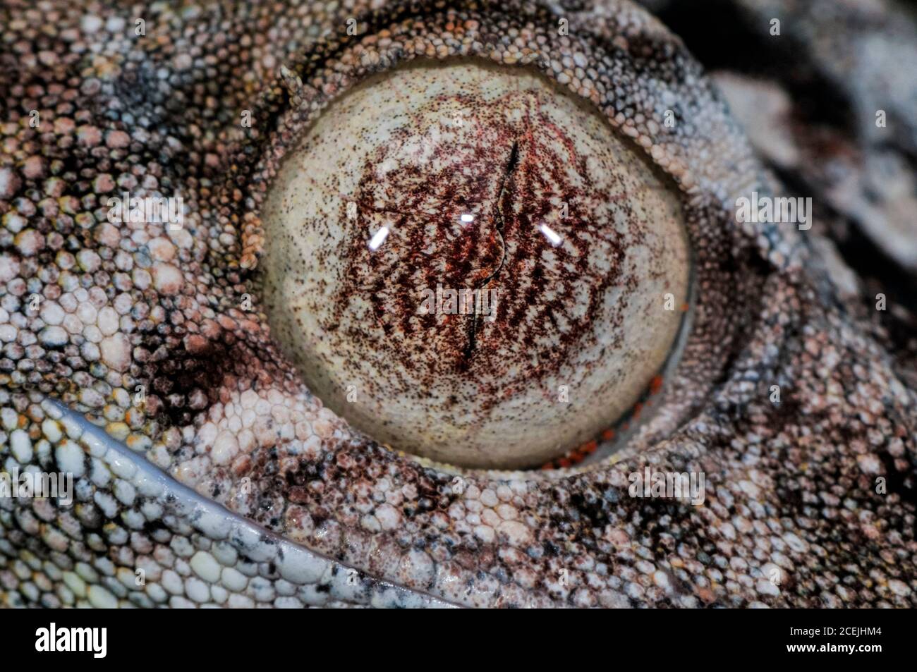 Gecko con coda di foglie giganti, Uroplatus giganteus, dettaglio degli occhi, Parco Nazionale della Montagne d'Ambre, Madagascar Foto Stock