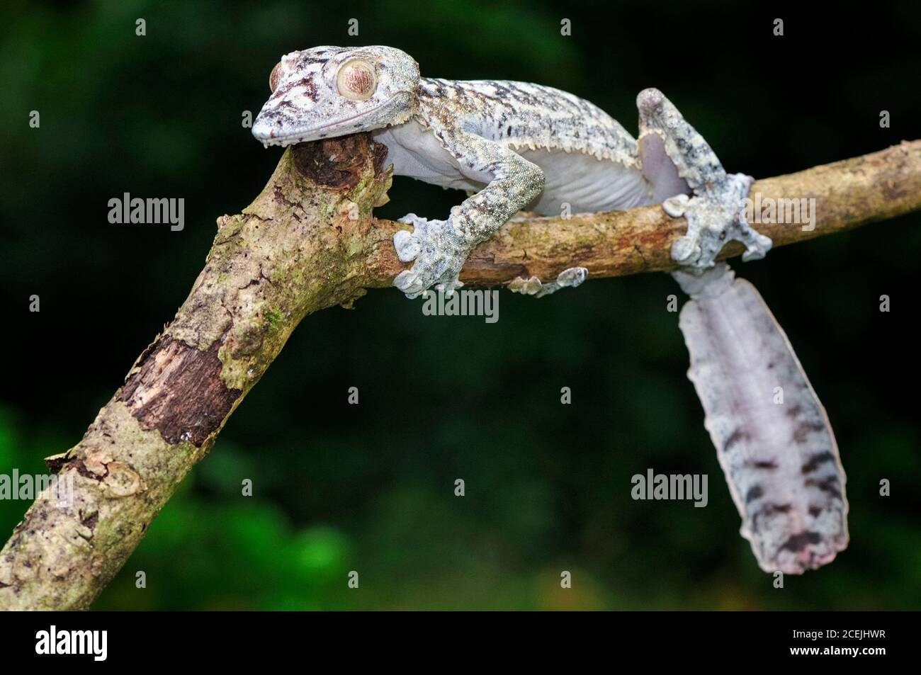 Gecko gigante coda di foglie, Uromatus giganteus, Montagne d'Ambre National Park, Madagascar Foto Stock