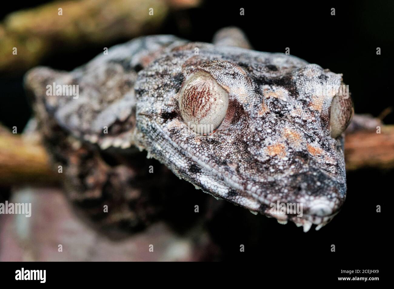 Gecko gigante con coda di foglie, Uromatus giganteus, dettaglio della testa, Parco Nazionale della Montagne d'Ambre, Madagascar Foto Stock