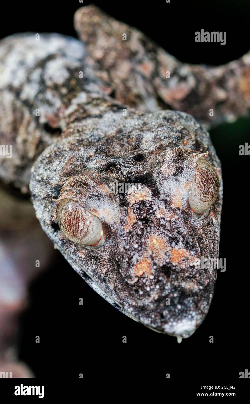 Gecko gigante con coda di foglie, Uromatus giganteus, dettaglio della testa, Parco Nazionale della Montagne d'Ambre, Madagascar Foto Stock