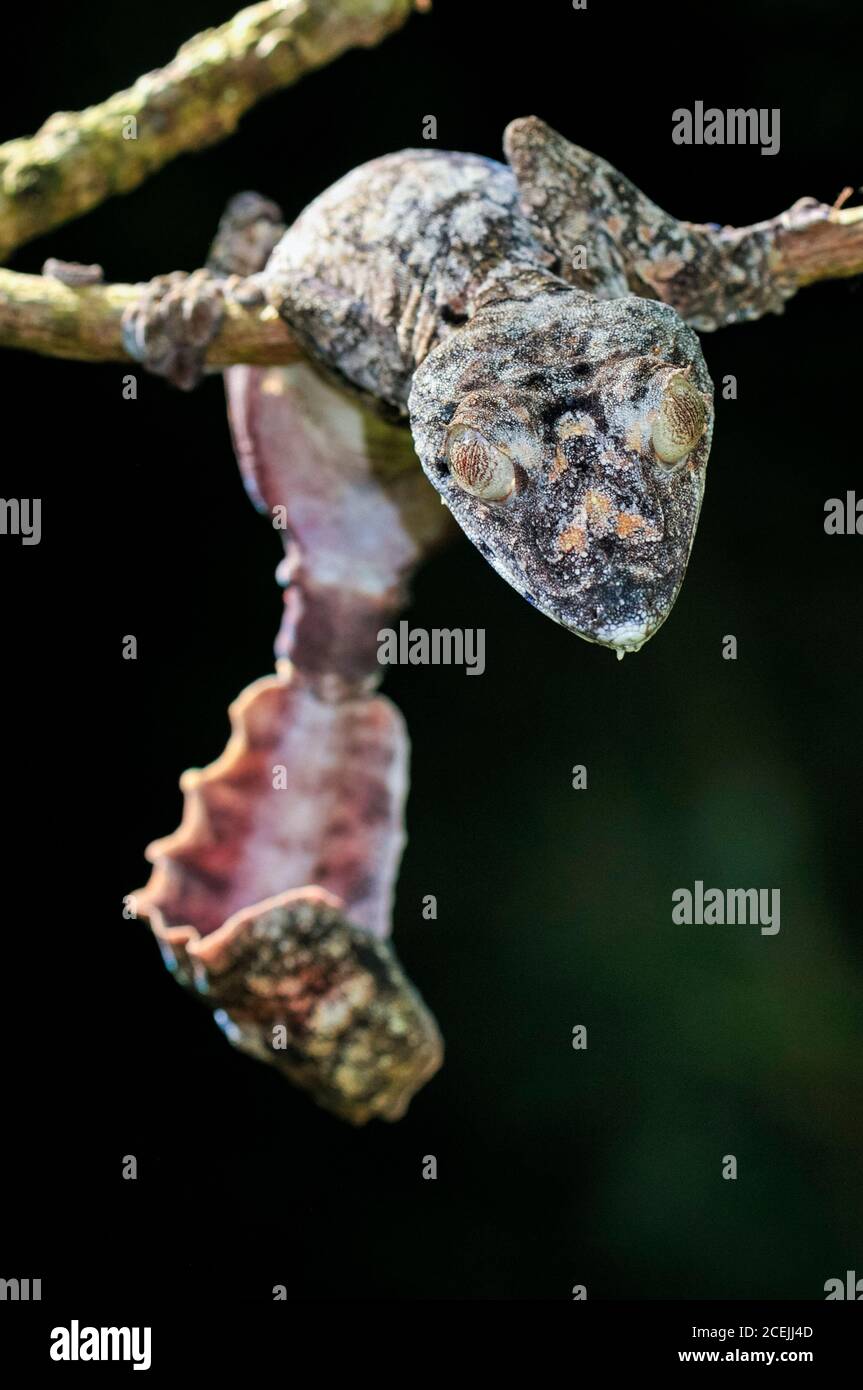 Gecko gigante coda di foglie, Uromatus giganteus, Montagne d'Ambre National Park, Madagascar Foto Stock