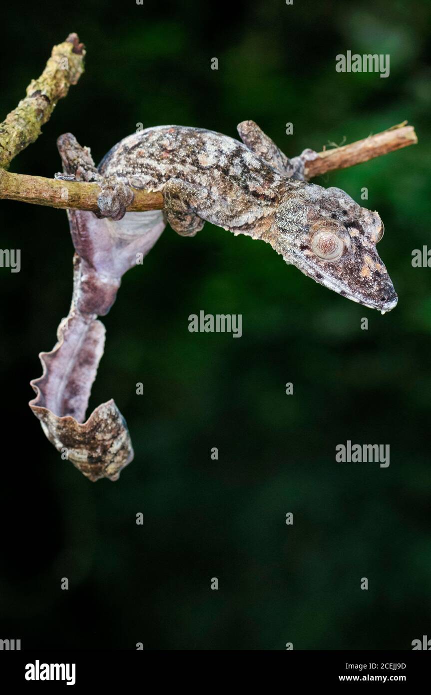 Gecko gigante coda di foglie, Uromatus giganteus, Montagne d'Ambre National Park, Madagascar Foto Stock