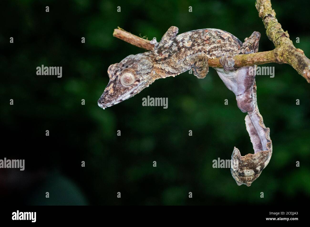 Gecko gigante coda di foglie, Uromatus giganteus, Montagne d'Ambre National Park, Madagascar Foto Stock