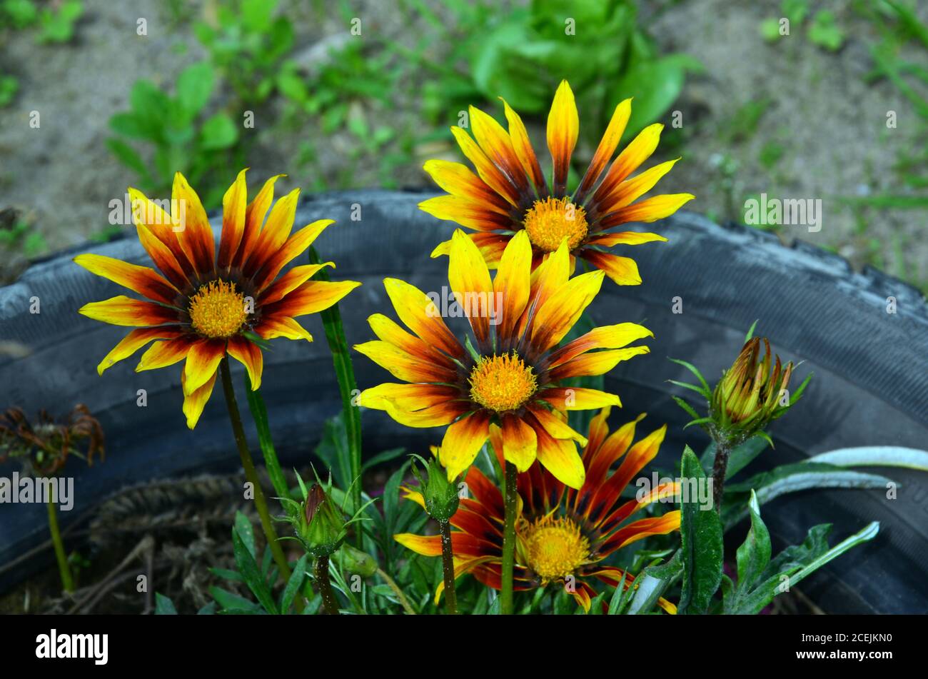 Girasole sfondo naturale, fioritura di semi di girasole, olio di semi di  girasole migliora la salute della pelle e di promuovere la rigenerazione  cellulare, Thailandia Foto stock - Alamy