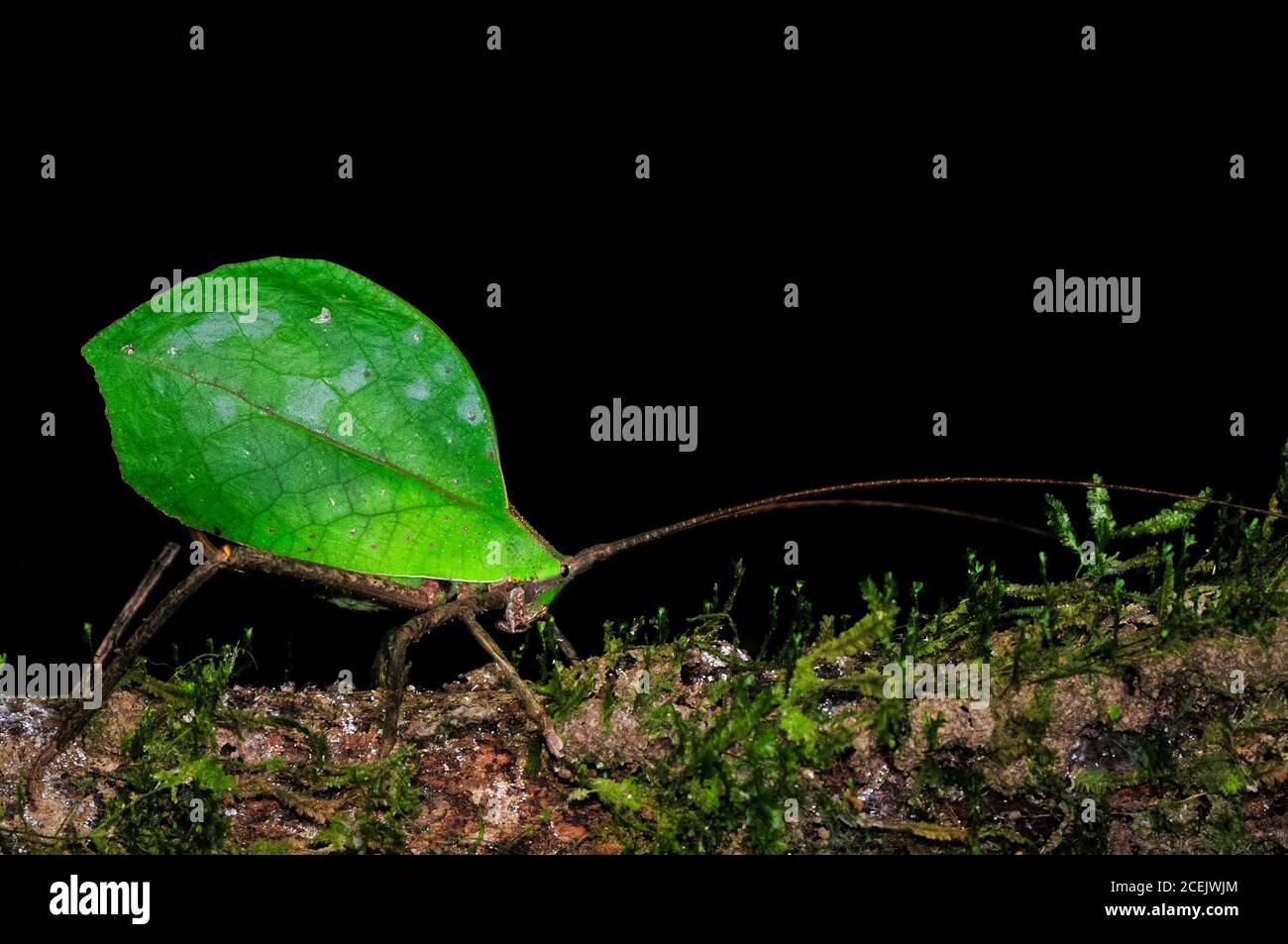 Katydid leaf-mimic, Roxelana crassicornis, Riserva Nazionale di Tambopata, Regione Madre de Dios, Provincia di Tambopata, Perù, Amazzonia Foto Stock