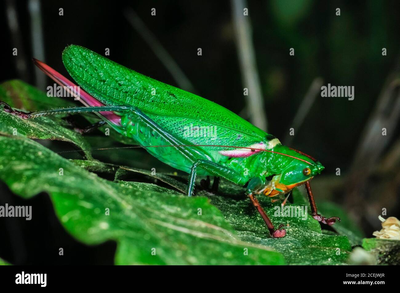 Moncheca bisulca kuythii, katydid, Riserva Nazionale di Tambopata, Regione Madre de Dios, Provincia di Tambopata, Perù, Amazzonia Foto Stock