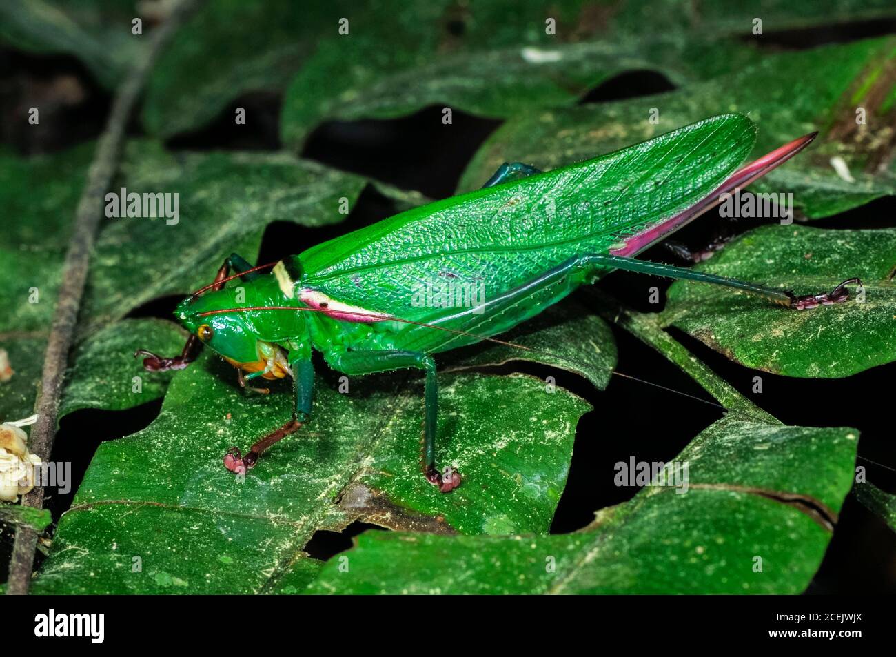 Moncheca bisulca kuythii, katydid, Riserva Nazionale di Tambopata, Regione Madre de Dios, Provincia di Tambopata, Perù, Amazzonia Foto Stock