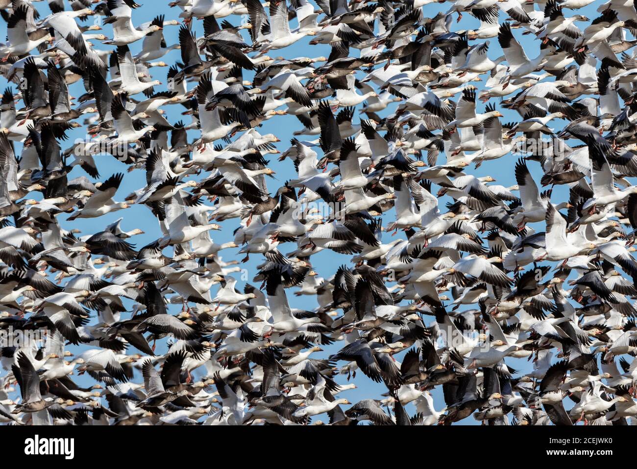 00754-02916 oche della neve (Anser caerulescens) Flock grande in volo Marion Co. Il Foto Stock