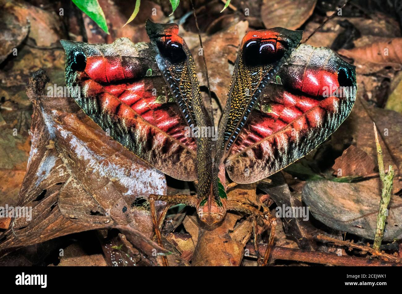 Flasher o Peacock Leaf-mimic katydid, Pterochroza ocellata, che mostra ocelli in esposizione difensiva, Riserva Nazionale di Tambopata, Regione Madre de Dios, Ta Foto Stock