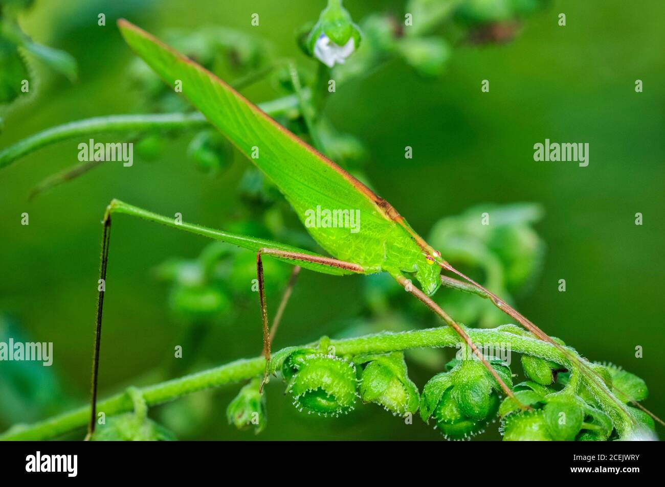 Katydid leaf-mimic, Ducetia sp., i Ghati occidentali, la catena montuosa di Sahyadri, patrimonio dell'umanità dell'UNESCO, Goa, India Foto Stock