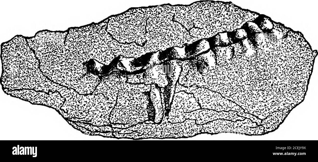 . Animali del passato, un racconto di alcune creature del mondo antico. f un dinosauro forse una struttura composita, costituita da teoni di una dozzina di individui, e questi in turnmosaici di molti frammenti, così che la sembianza dell'animale vivente sia basata su un fatto, pieced fuori con un probabihty e completedby un po'di teoria. RIFERIMENTI vi è una grande serie di restauri di ani-mals estinti, preparati da Charles R. Knight, sotto la direzione del Professor Osborn, nella Sala di Palceon-tologia del Museo Americano di Storia Naturale, LEGGENDO RIDDLES DELLE ROCCE 137 e questi ar Foto Stock